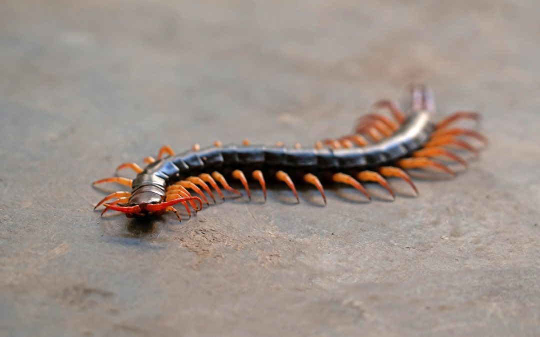 Centipedes in Delaware