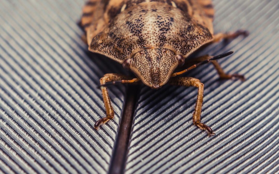 Delaware stink bug