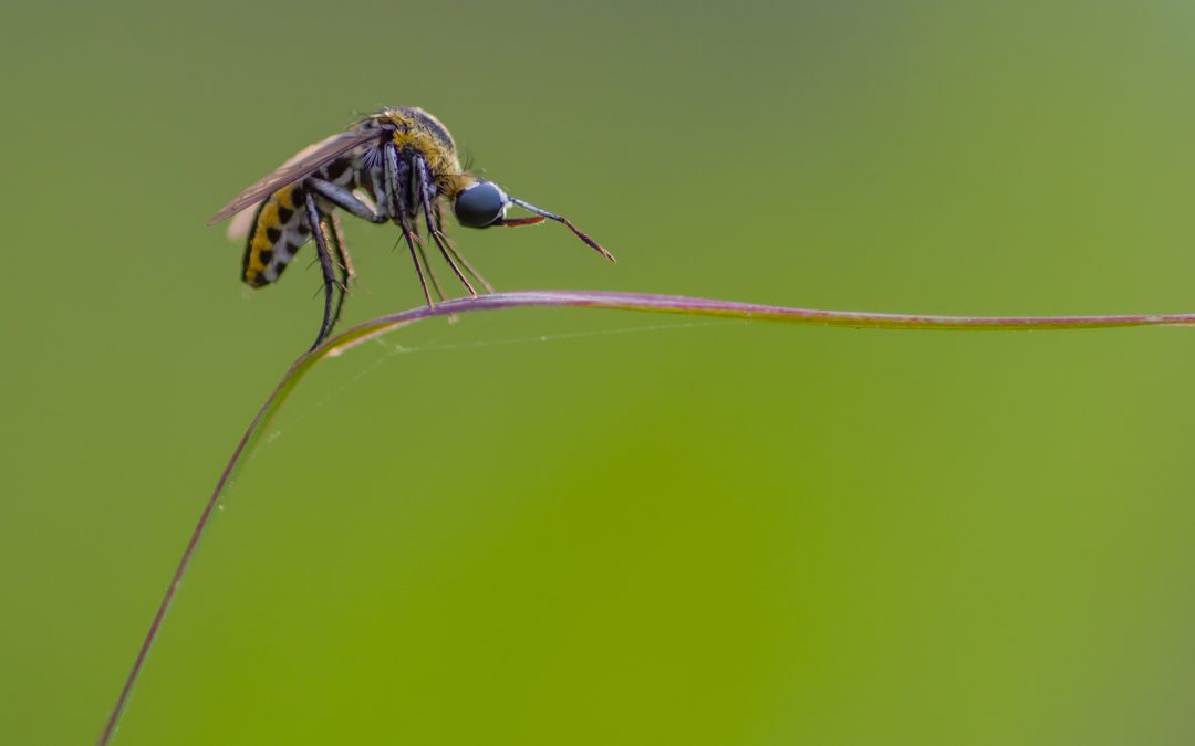 Delaware Mosquito treatment